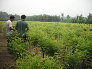 与客户洽谈苗木行情