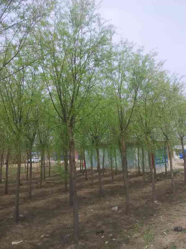 垂柳 (10)