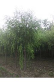 垂柳 (6)