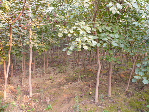 黄 栌