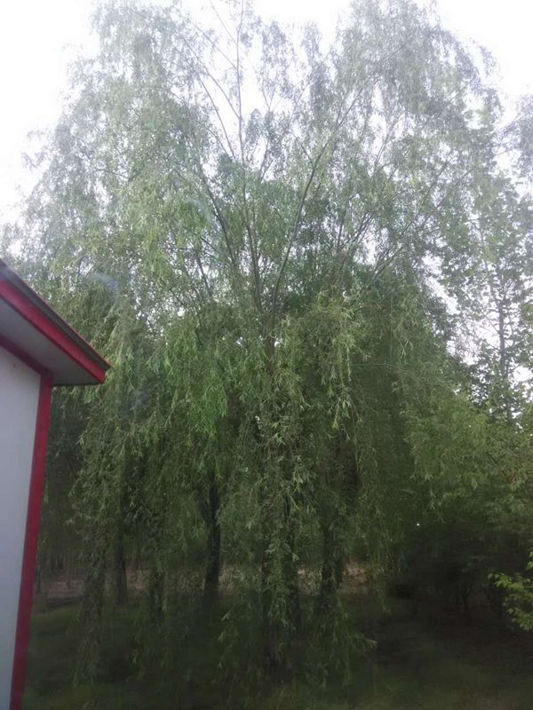 垂柳 (13)