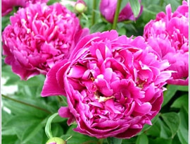 芍药