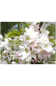 日本樱花