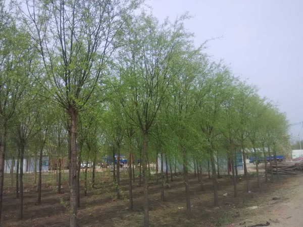 垂柳 (1)