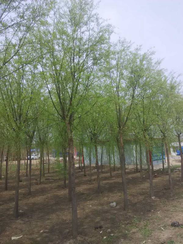 垂柳 (9)
