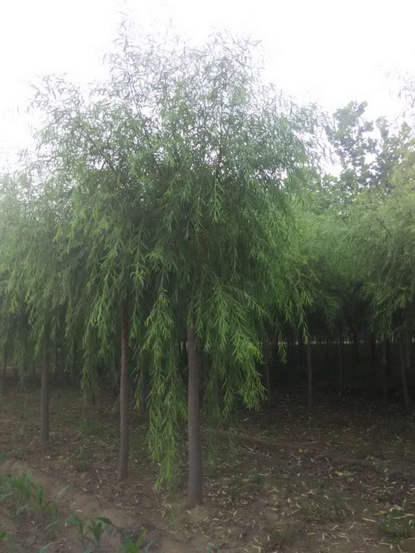 垂柳 (5)
