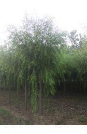 垂柳 (5)
