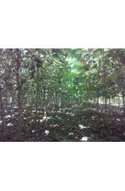 法桐 (15)
