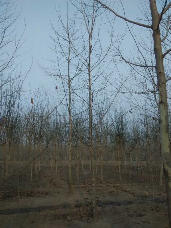 法桐 (34)