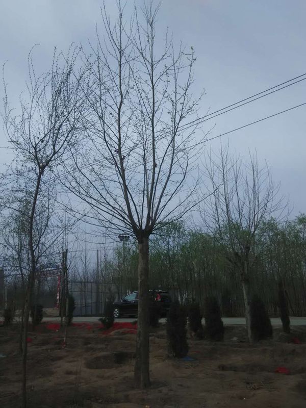 法桐 (53)
