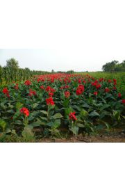 芭蕉