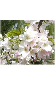 日本樱花